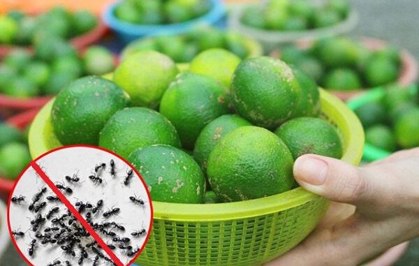 Chỉ với một quả Chanh: Bạn có thể đuổi sạch lũ kiến ra khỏi nhà trong vòng nốt nhạc, một đi không trở lại Chỉ với một quả Chanh: Bạn có thể đuổi sạch lũ kiến ra khỏi nhà trong vòng nốt nhạc, một đi không trở lại