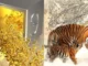 Tháng 5 âm lịch: 3 con giáp bà Chúa Kho gọi tên, Tài Lộc no nê, số 1 đếm tiền mỏi tay
