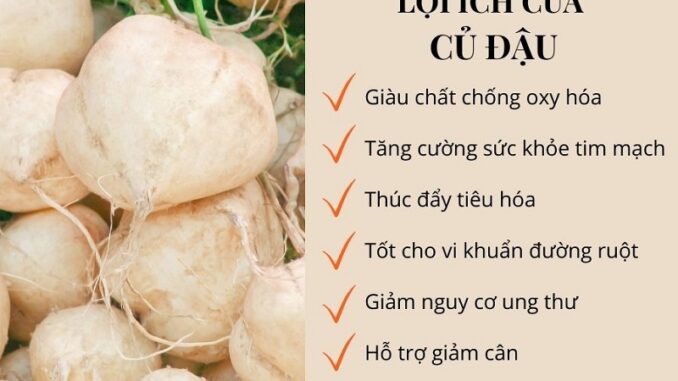 Củ đậu có tác dụng gì với cơ thể và dùng củ đậu như thế nào?? Củ đậu có tác dụng gì với cơ thể và dùng củ đậu như thế nào??