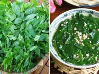 Rau ngót ngon – bổ – rẻ nhưng có 5 nhóm người không nên ăn