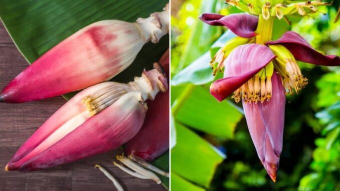 Hoa chuối – món ăn dân dã mang lại 8 lợi ích tuyệt vời cho sức khỏe Hoa chuối – món ăn dân dã mang lại 8 lợi ích tuyệt vời cho sức khỏe