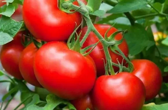Số lượng người mắc u tuyến giáp ngày càng tăng! Các bác sĩ đã nhiều lần nhấn mạnh: Ăn ít cà chua và ăn nhiều hơn 3 loại thực phẩm này Số lượng người mắc u tuyến giáp ngày càng tăng! Các bác sĩ đã nhiều lần nhấn mạnh: Ăn ít cà chua và ăn nhiều hơn 3 loại thực phẩm này