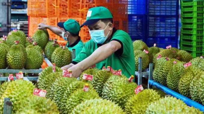 Sầu riêng Việt Nam bị Trung Quốc trả về ồ ạt: DN kiến nghị Thủ tướng chỉ đạo làm rõ một chuyện bất thường