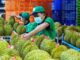 Sầu riêng Việt Nam bị Trung Quốc trả về ồ ạt: DN kiến nghị Thủ tướng chỉ đạo làm rõ một chuyện bất thường