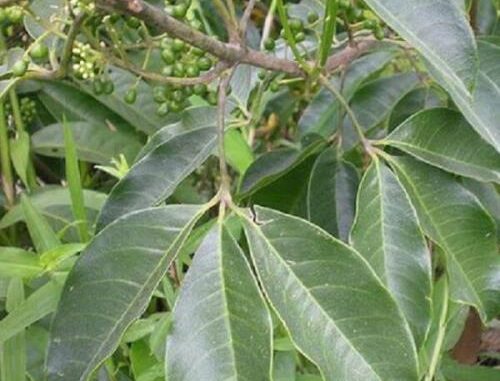 Cây ba chạc – Loài cây họ cam được sử dụng nhiều trong Đông Y Cây ba chạc – Loài cây họ cam được sử dụng nhiều trong Đông Y