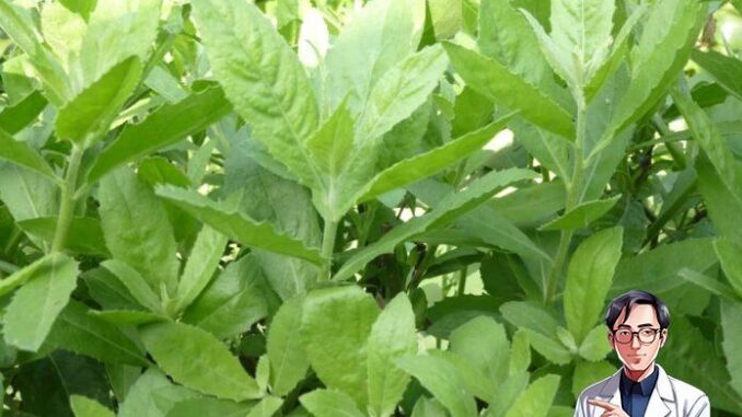 May mắn gặp loài cây này thì đừng vội chặt đi, hàng nghìn người sống lại với 7 bài thuốc từ lá của nó