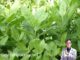 May mắn gặp loài cây này thì đừng vội chặt đi, hàng nghìn người sống lại với 7 bài thuốc từ lá của nó