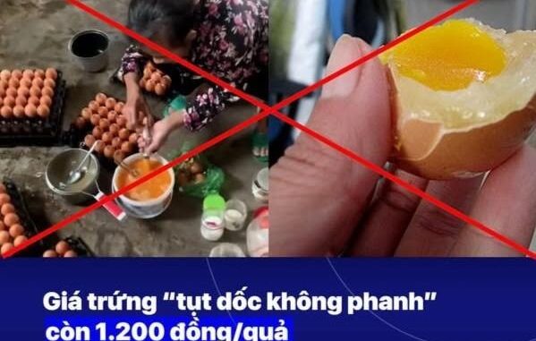 Chính thức vào cuộc thông tin về việc sản xuất trứng gà giả Chính thức vào cuộc thông tin về việc sản xuất trứng gà giả