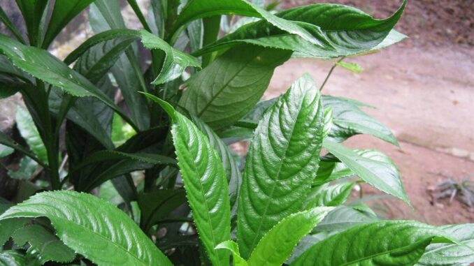 Từ bờ rào làng quê đến “gia vị vàng”: Xương sông – loại rau dân dã nay có giá 70.000 đồng/kg Từ bờ rào làng quê đến “gia vị vàng”: Xương sông – loại rau dân dã nay có giá 70.000 đồng/kg