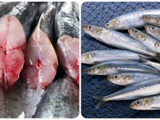 5 loại cá béo có hàm lượng Omega-3 cao nhất, nên ăn thường xuyên