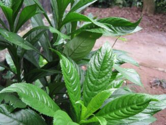 Từ bờ rào làng quê đến “gia vị vàng”: Xương sông – loại rau dân dã nay có giá 70.000 đồng/kg
