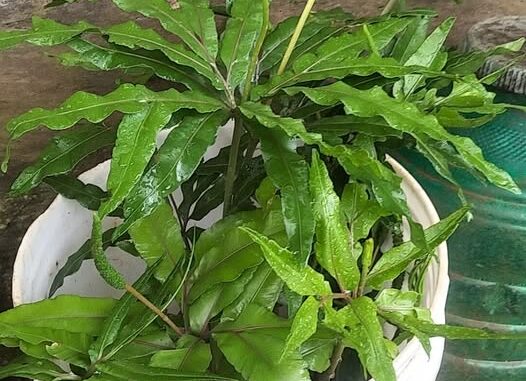 Bòng bong: Loại cây có nhiều công dụng chữa bện h Bòng bong: Loại cây có nhiều công dụng chữa bện h