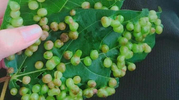 Nốt sần trên lá sung có ăn được không? Hóa ra 90% đang nhầm Nốt sần trên lá sung có ăn được không? Hóa ra 90% đang nhầm