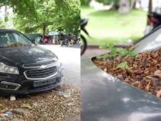 Ô tô đỗ cả năm ngoài đường không ai nhận, mọc cả cây trên kính xe ở TP.HCM: Nguồn cơn được hé lộ
